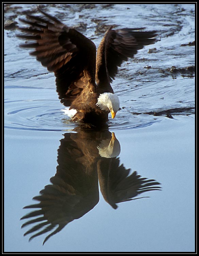 Bald Eagle Admiring Itself