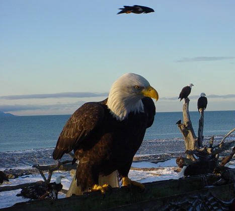 Bald Eagle Posing