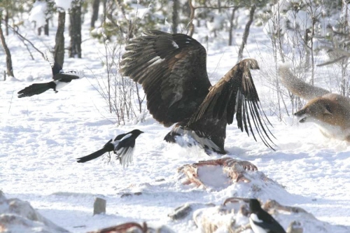 Eagle and Ravens